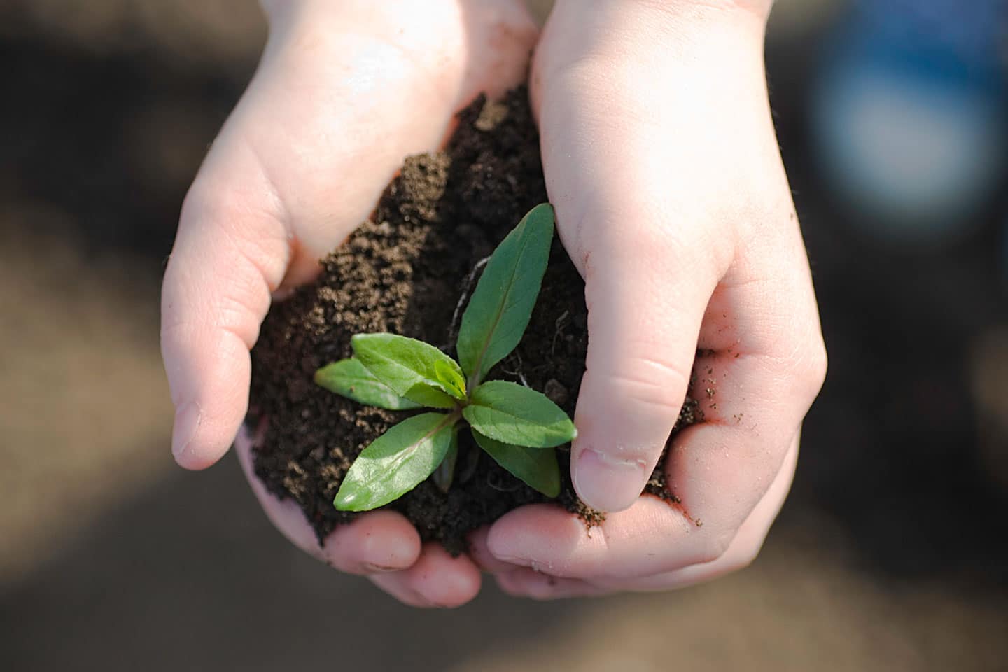 A pair of cupped hands holding a mound of dark soil with a young green seedling growing from it