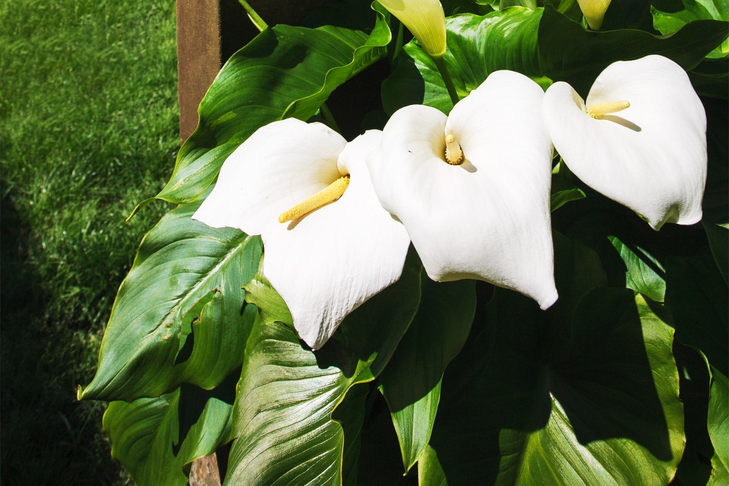 White calla lilies in bloom in a sunlit garden