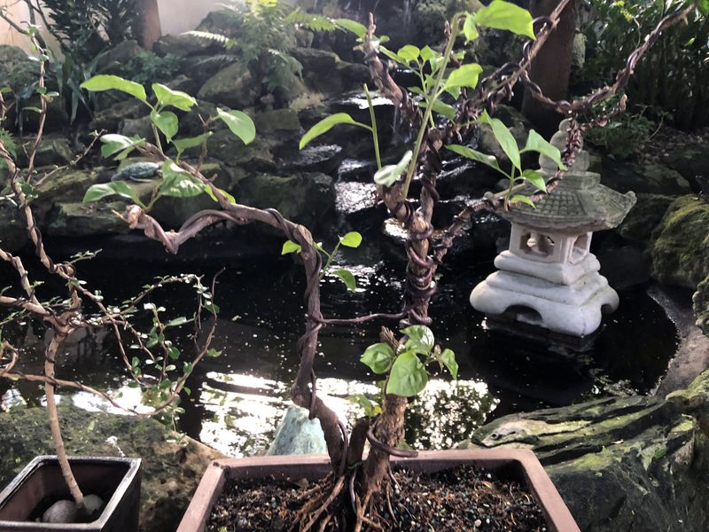 Husband’s Bonsai Garden A Growing Tribute To Late Wife