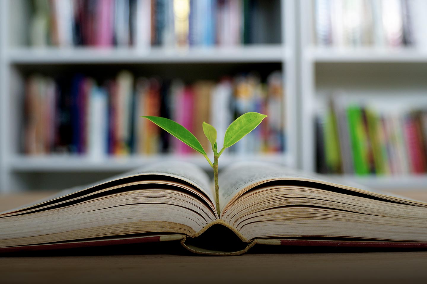 A green seedling growing from the pages of an open book in front of a library shelf